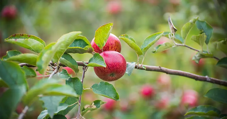 cider apples