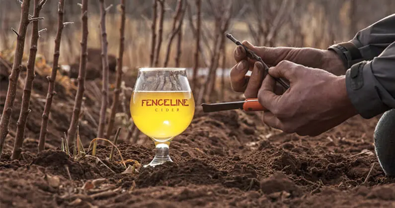 fenceline cider seedling