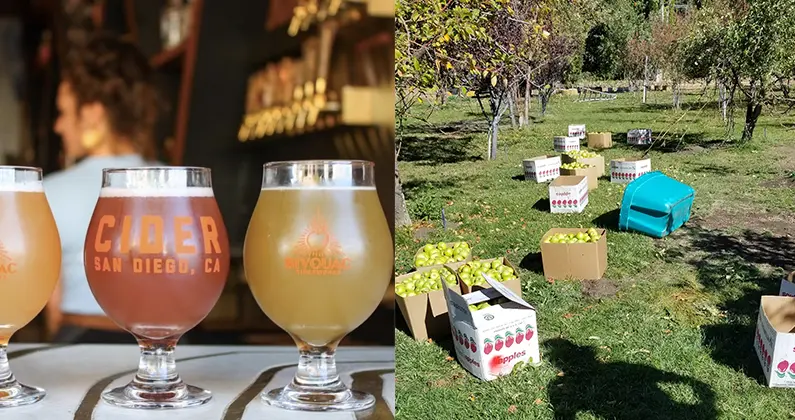 san diego cider