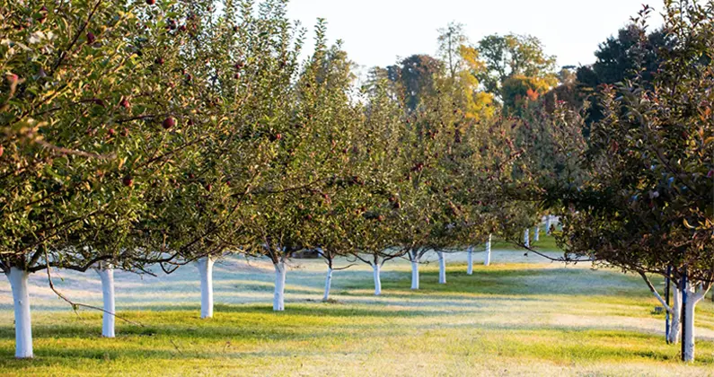 fall into cider