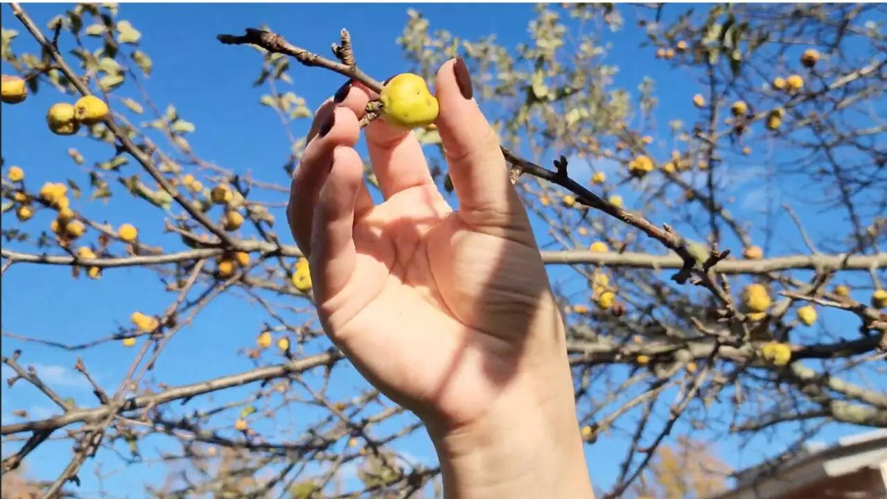 Nine Pin Cider to Host Inaugural Wild Cider Cup: The Conservancy Competition