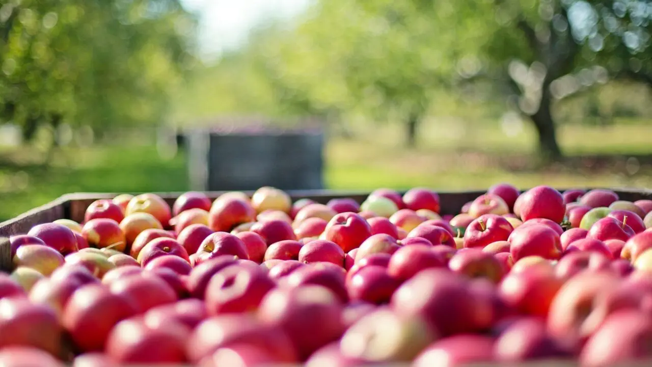 American Cider Association Launches Capital Campaign to Elevate Cider Nationwide, Backed by Schilling Cider