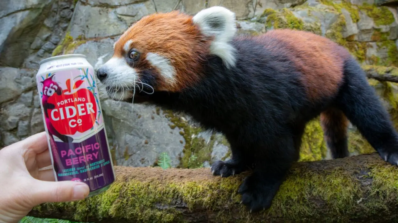 Portland Cider Co. Welcomes Oregon Zoo’s New Red Pandas With Special-Edition Pacific Berry