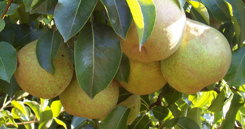 Pear Paradise: 9 Perrys to Lap Up