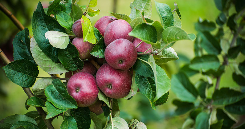 Bringing Foreign Apple Varieties into the States