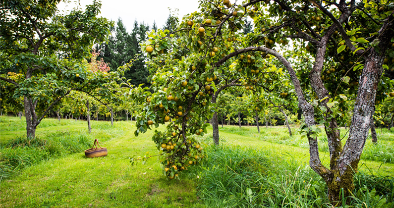 Apple of My Eye: Cidermakers Share Their Inspiration