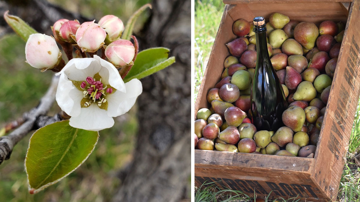 Discover the Roots of Oregon’s Pear Industry with this Delicious Sip