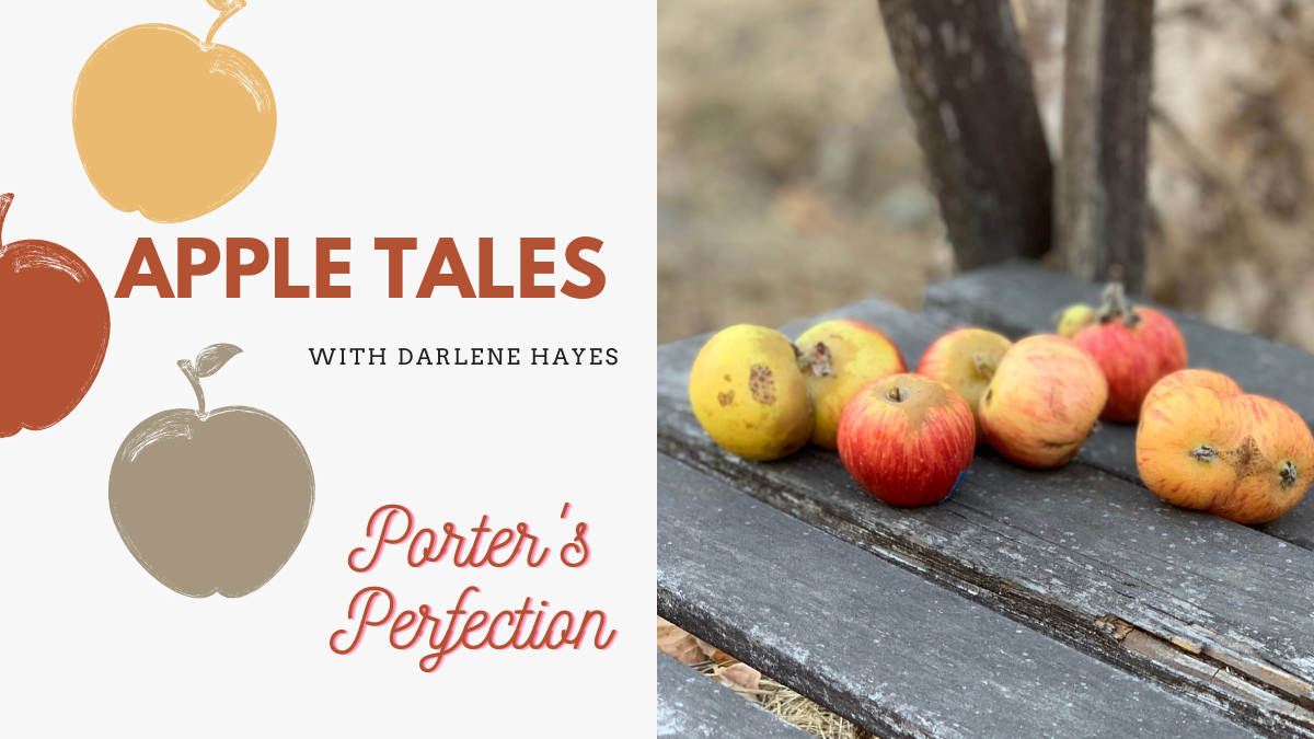A Classic English Apple, Porter’s Perfection