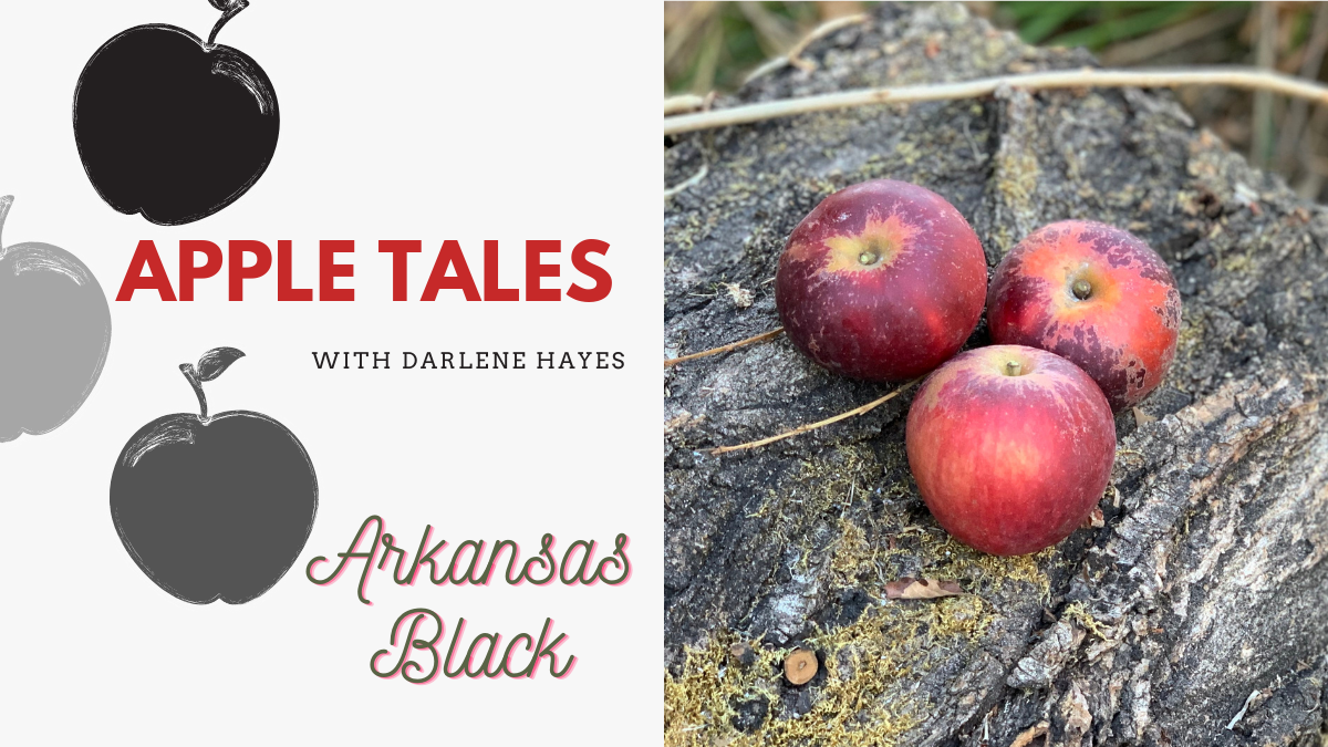 Arkansas Black – A distinctly American apple