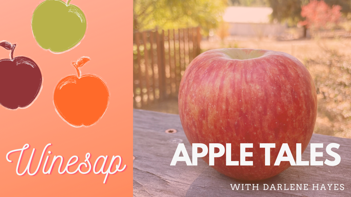 Winesap – A Versatile Apple Endures
