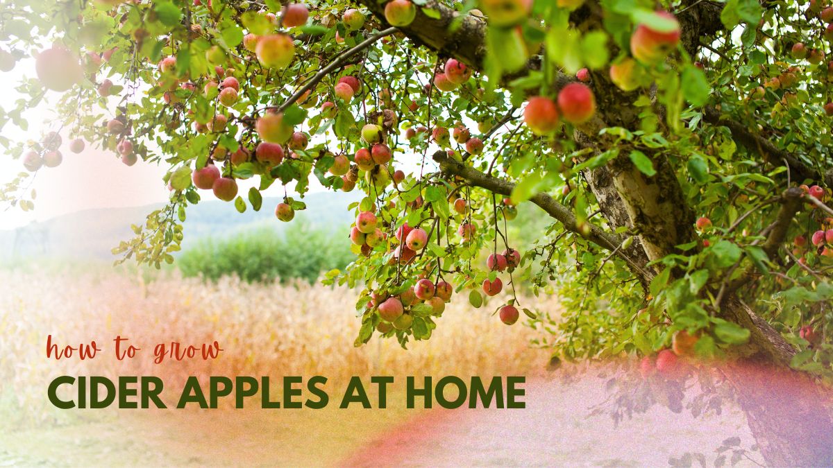 How to Grow Cider Apples at Home